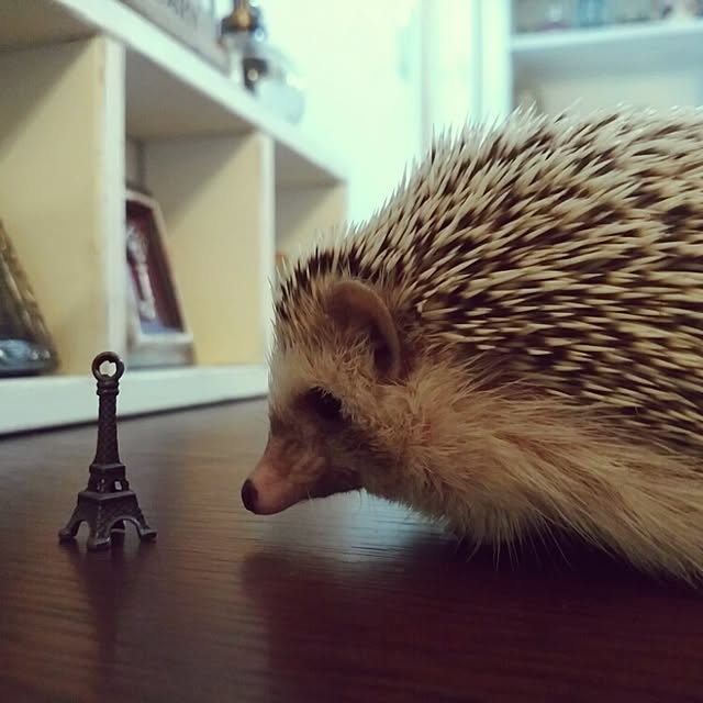 kuruさんの実例写真