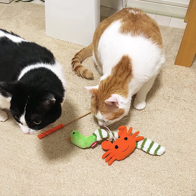 bikkeさんの実例写真
