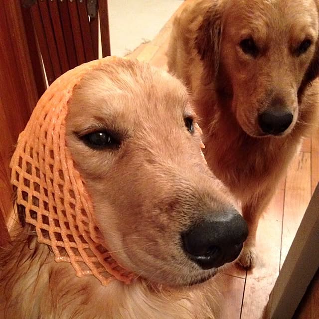 pao-mamaさんの実例写真