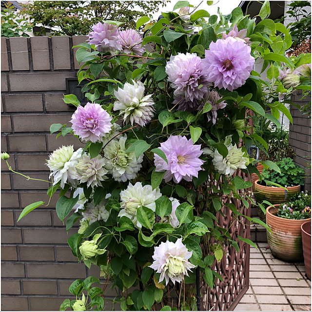 mamizaさんの実例写真