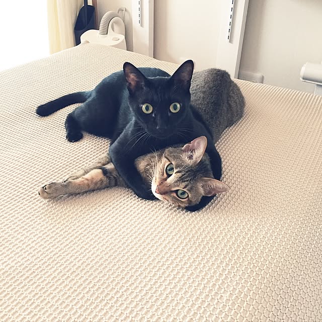 yuki0511さんの実例写真