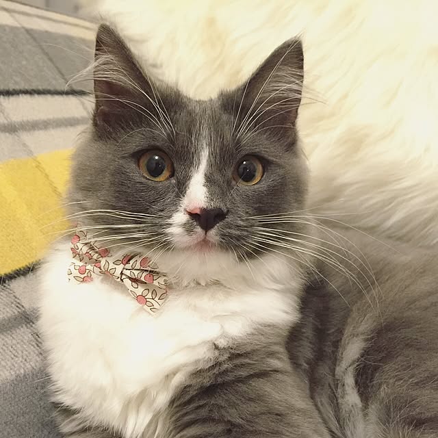 mangomilkさんの実例写真