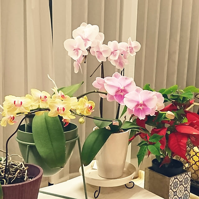 bonobono54さんの実例写真