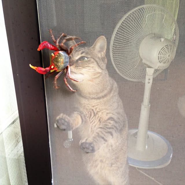 mikko3779さんの実例写真
