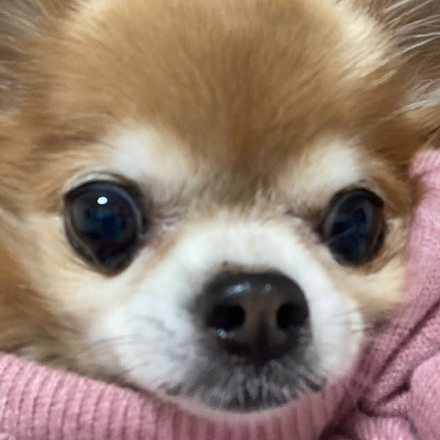 koroさんの実例写真