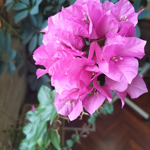 salacocoさんの実例写真