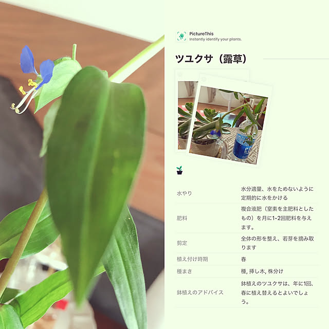 siawase.cfさんの実例写真