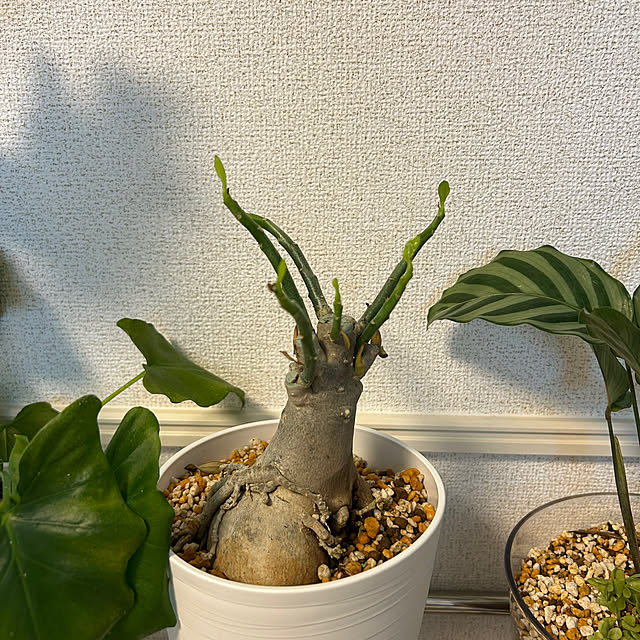 kuさんの部屋