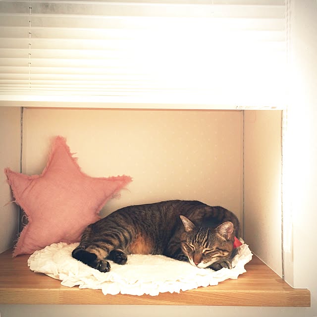 lovecatさんの実例写真