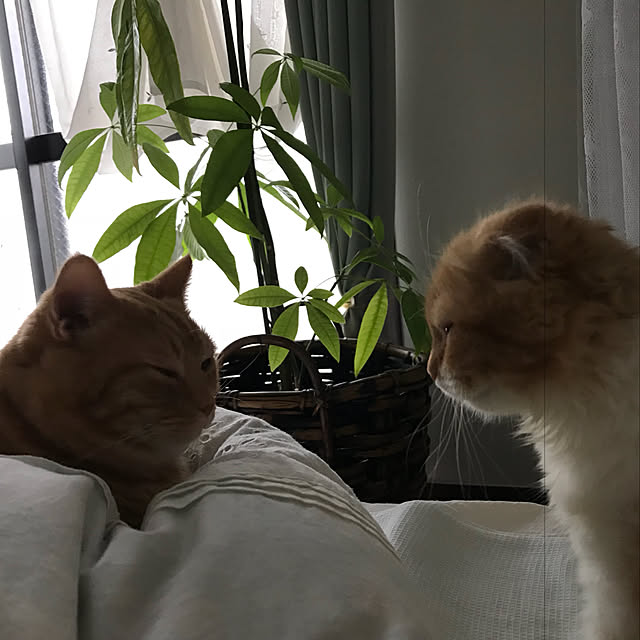 m.kantoh18_mikkoさんの実例写真
