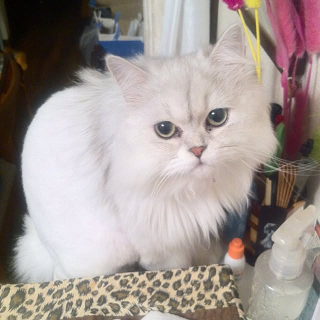 mowapowaさんの実例写真