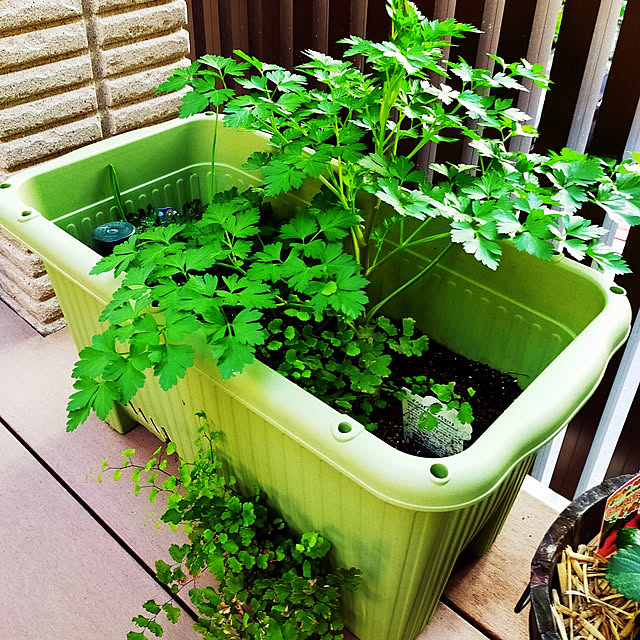 masaさんの実例写真
