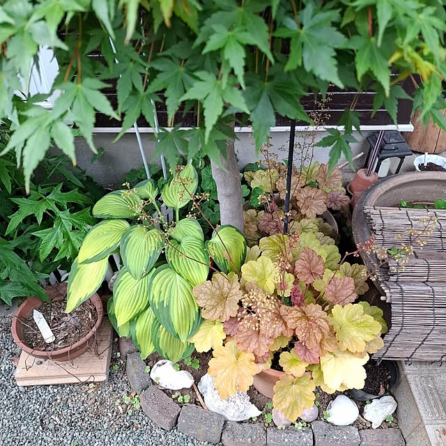 midoriさんの部屋