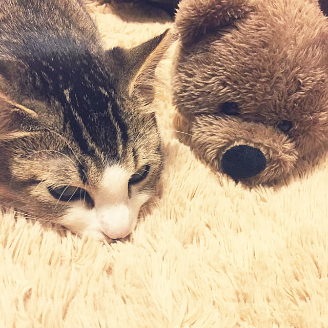 nekomiさんの実例写真