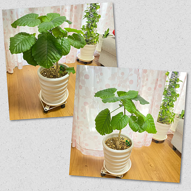 ウンベラータ剪定/観葉植物のある暮らし/観葉植物/ウンベラータ/いつもいいね！ありがとうございます♪...などのインテリア実例 - 2021-09-10 10:36:09