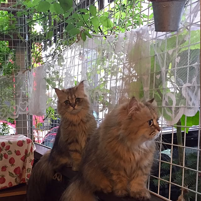 butachanさんの実例写真