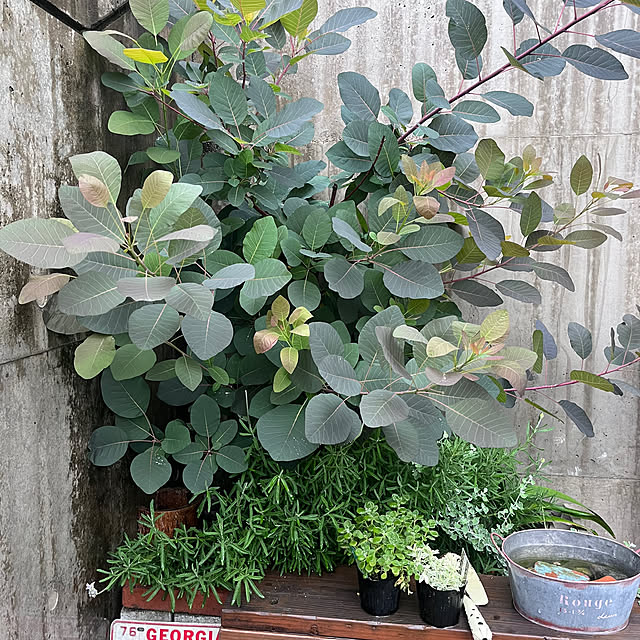 chisさんの部屋