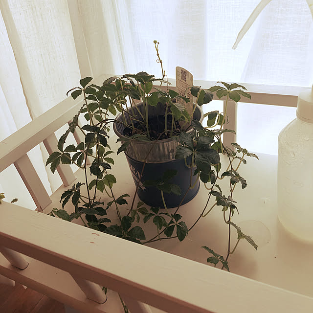 リビング/観葉植物のインテリア実例 - 2019-01-28 09:43:30