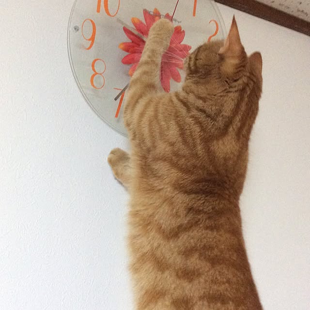 リビング/猫のいる生活/時計のインテリア実例 - 2017-06-16 01:44:12