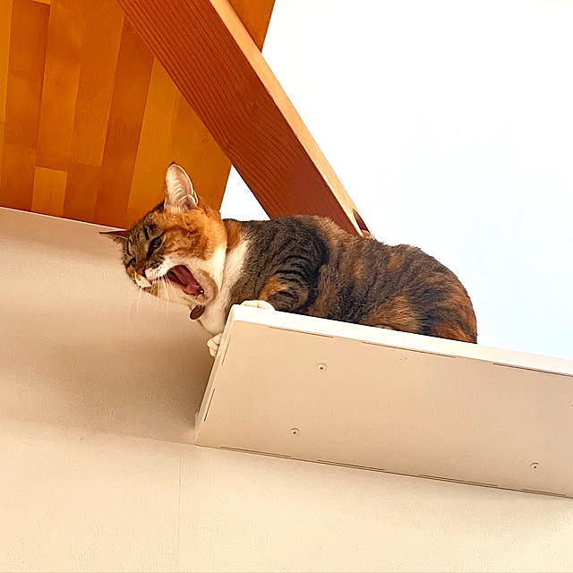 Taniさんの実例写真