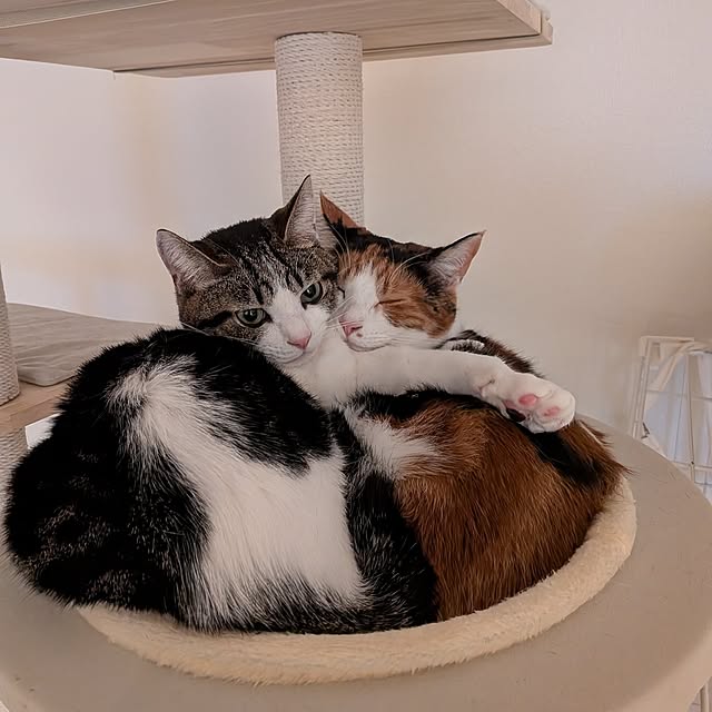 sinsinさんの部屋