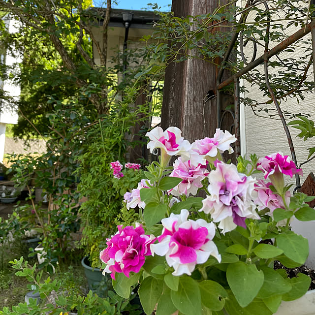natsumiさんの実例写真