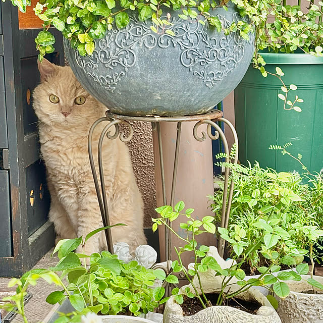 naokoさんの部屋