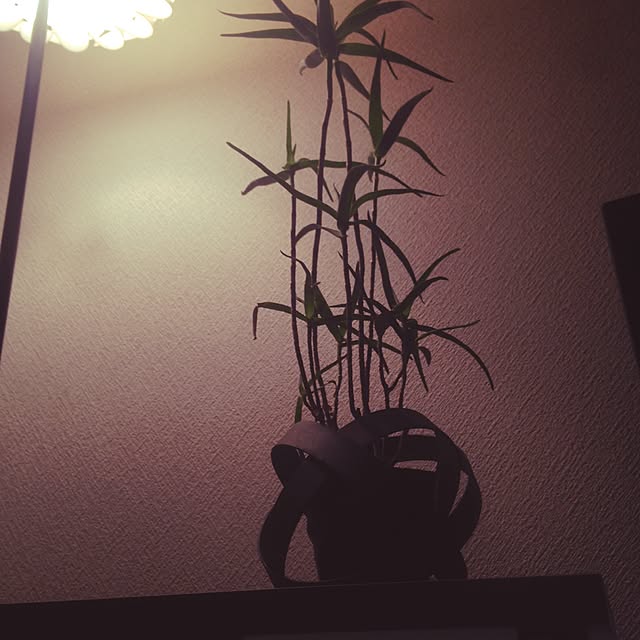 Kyoheiさんの実例写真