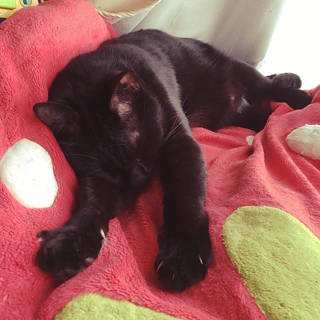 keiko-sawakaさんの実例写真