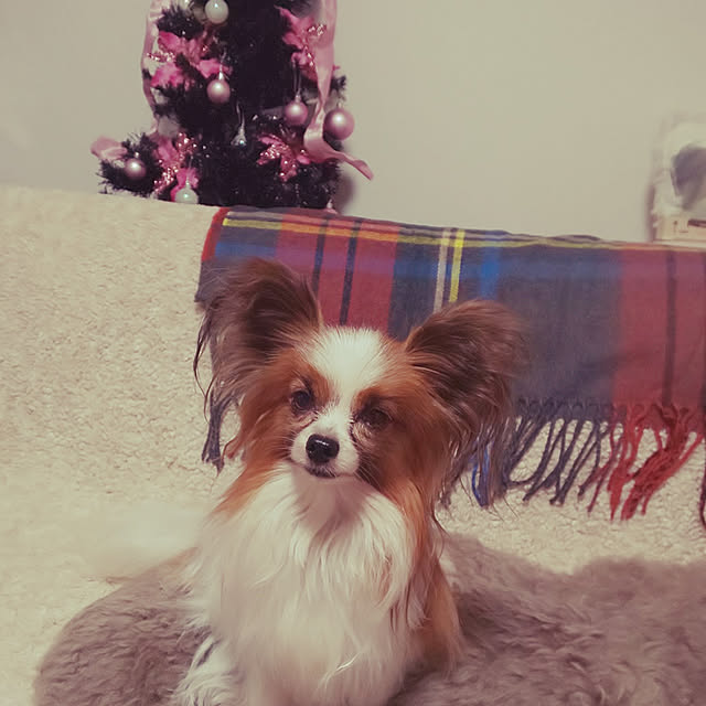 buddy888さんの実例写真