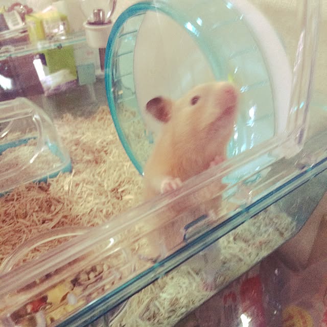 mooomiさんの実例写真