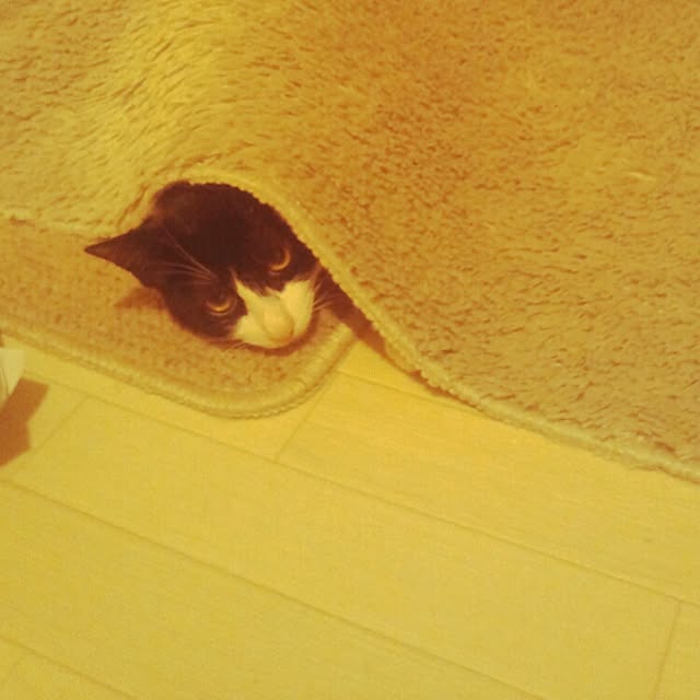 neko5673さんの実例写真