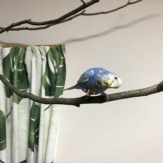 Chieさんの実例写真