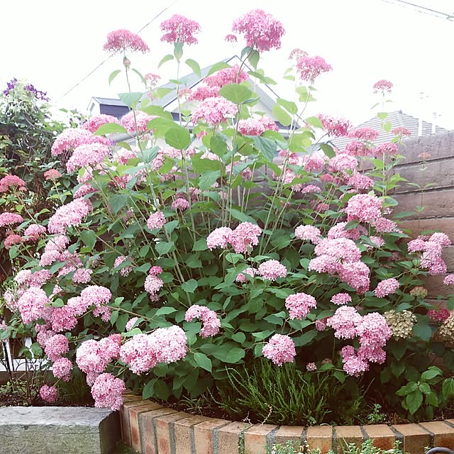VIORAさんの実例写真