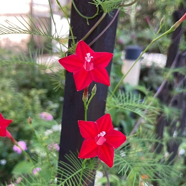 min_nimさんの実例写真