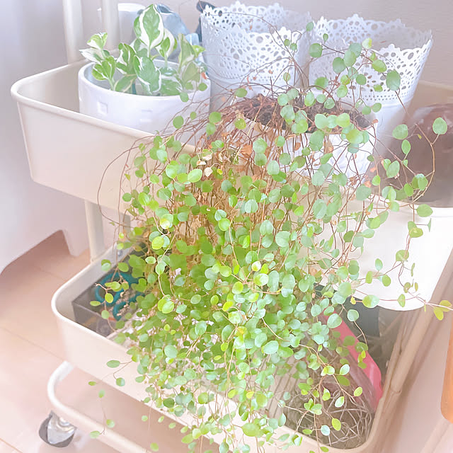 akiko-ovさんの部屋