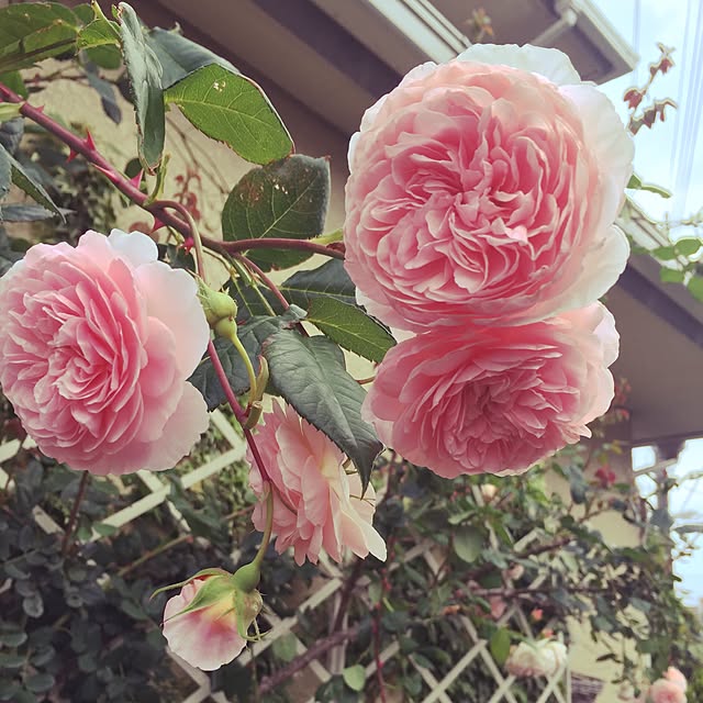 Virolさんの実例写真