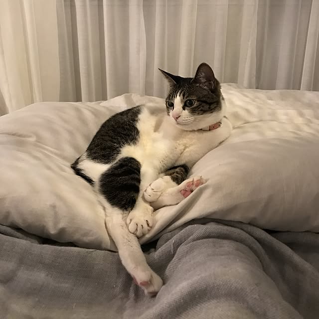 Shihoさんの実例写真