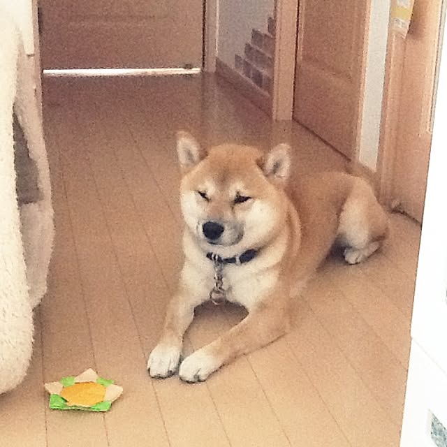 kotaさんの実例写真
