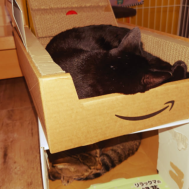 リビング/猫/ねこ/日本家屋/昭和の家のインテリア実例 - 2022-08-15 17:42:53