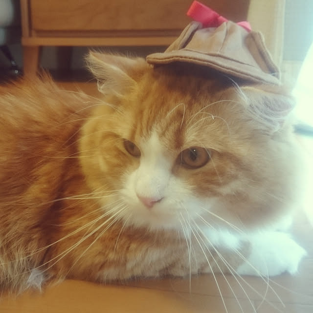 shimaさんの実例写真