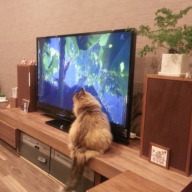 noriさんの実例写真