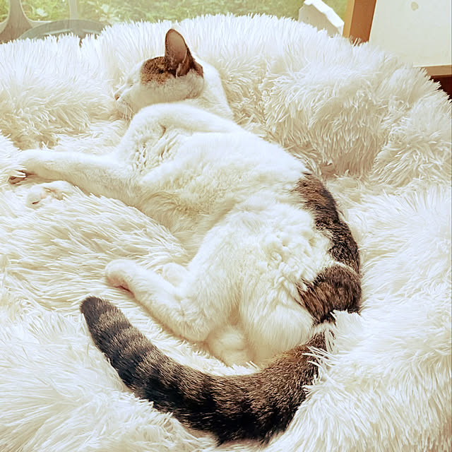 coedodecoさんの実例写真