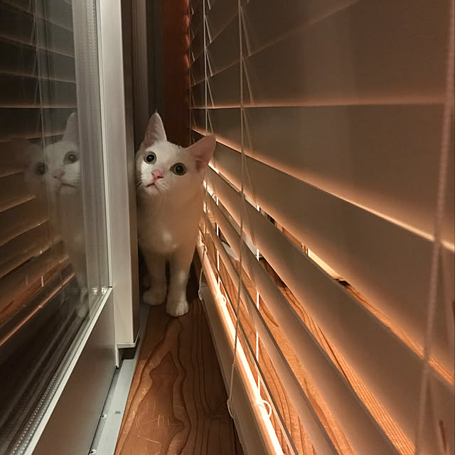 sakurasakuさんの実例写真