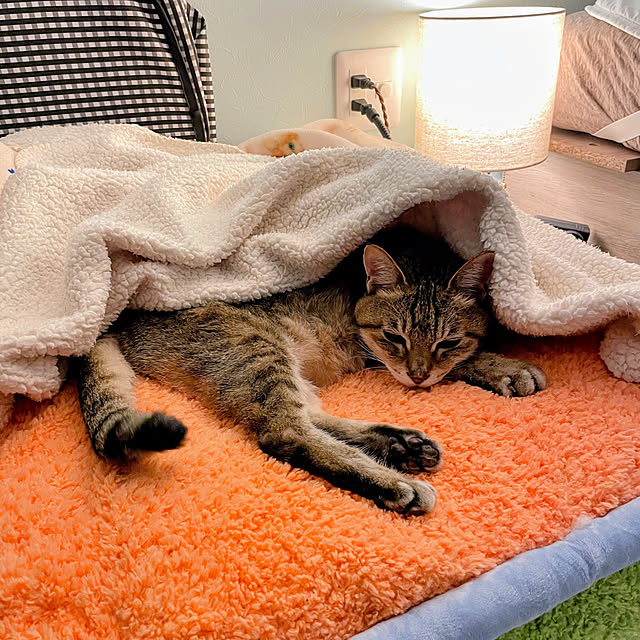 emymomoさんの実例写真