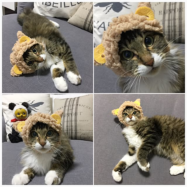 yuchiさんの実例写真