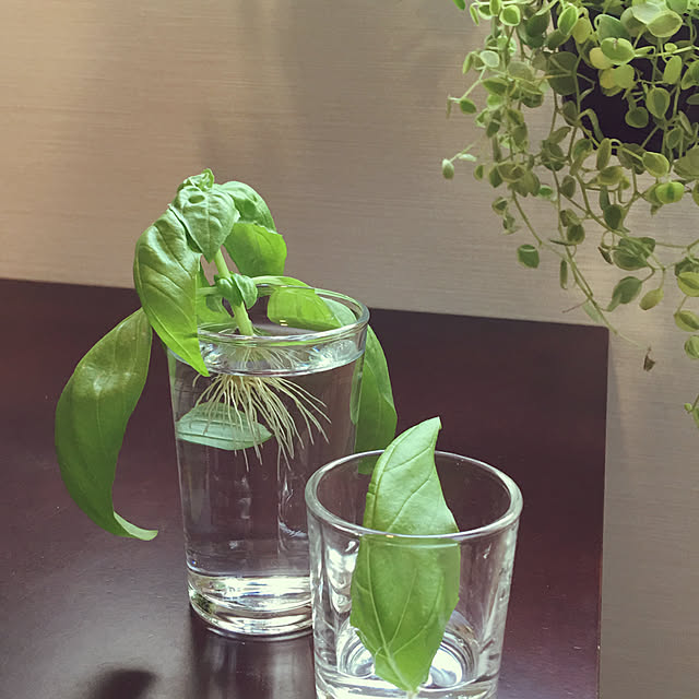 キッチン/観葉植物/ガーデニングのインテリア実例 - 2017-10-07 09:38:05