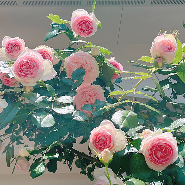 mameshibaさんの部屋