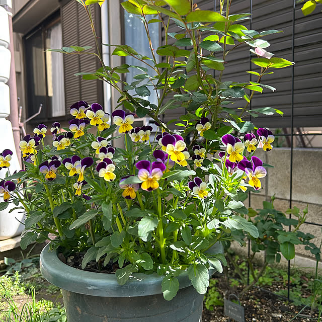 botanさんの部屋