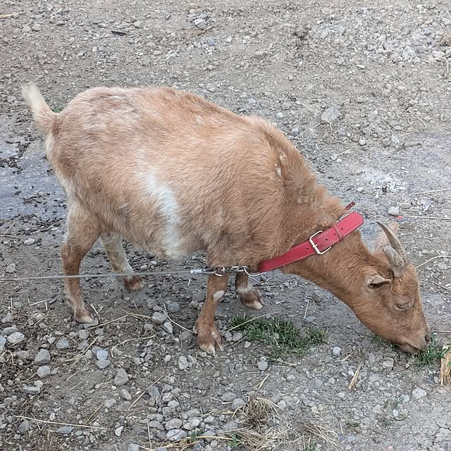 minnieさんの部屋